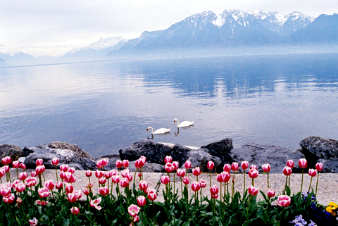 Swans on Lake Geneva